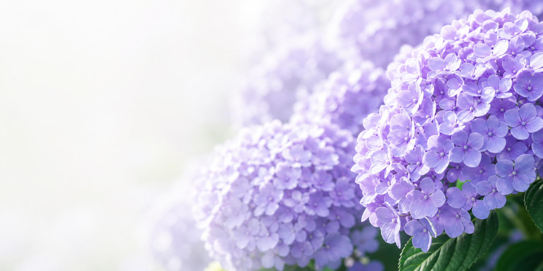 紫陽花