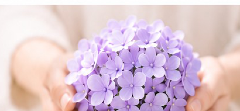 手のひらに包まれた紫陽花