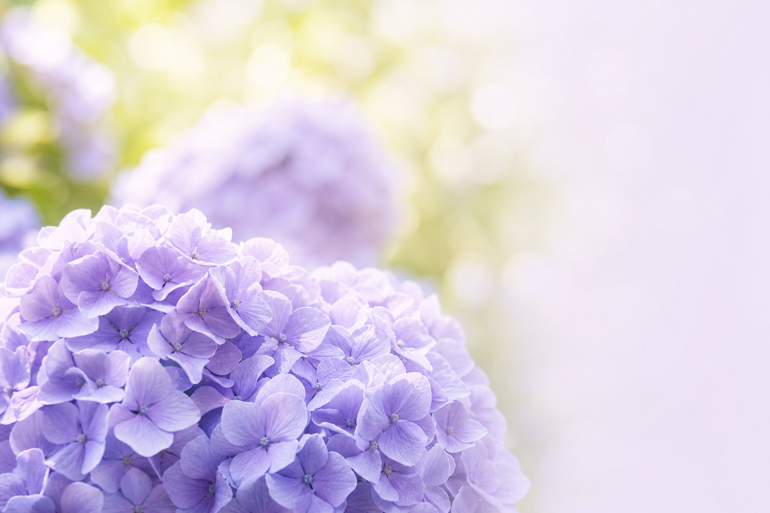 紫陽花