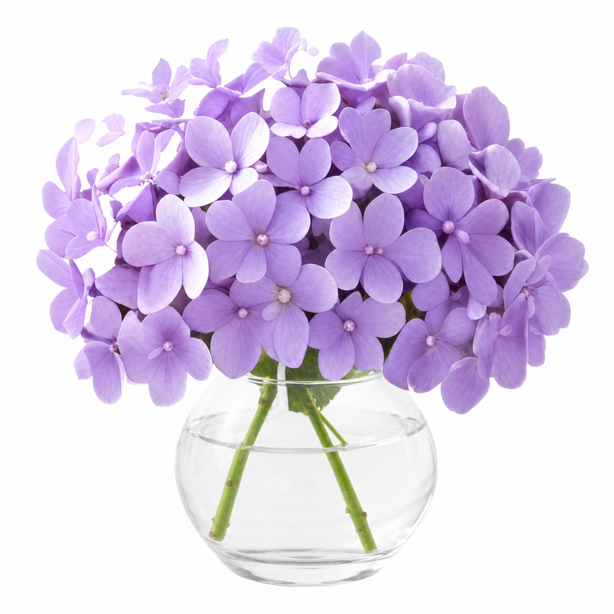 花瓶に飾られた紫陽花