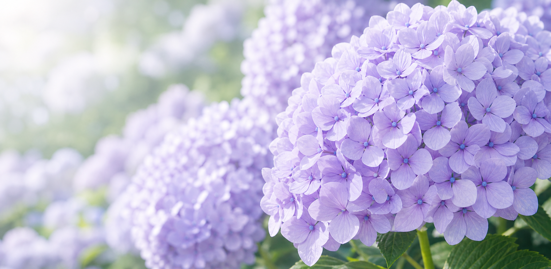 紫陽花