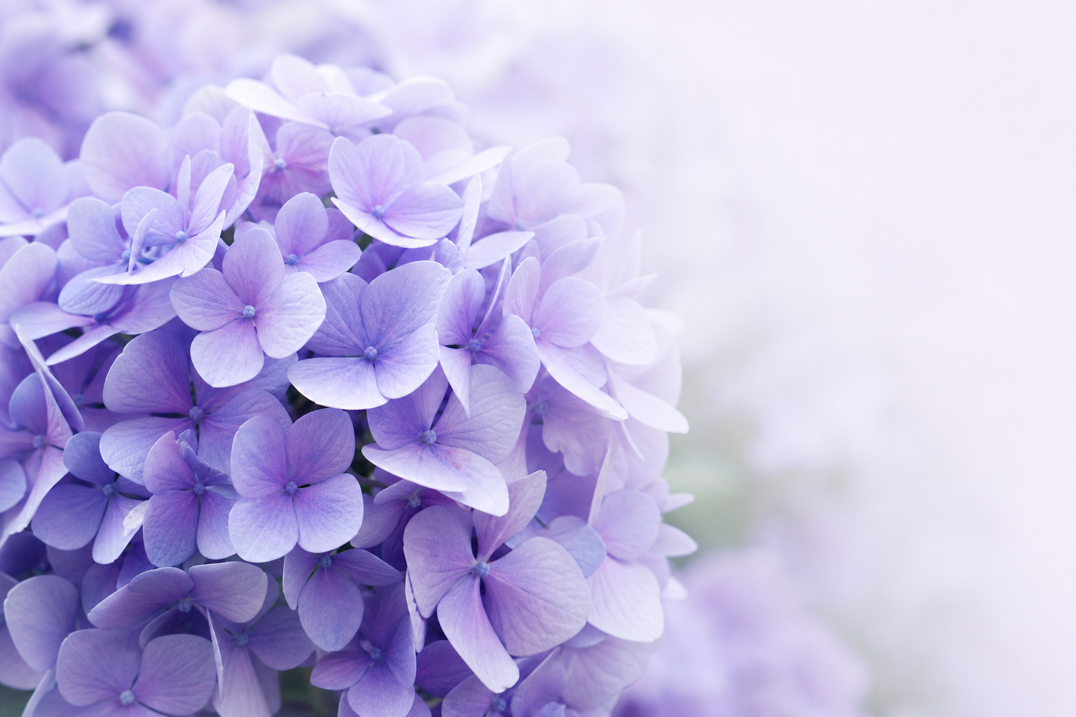 紫陽花
