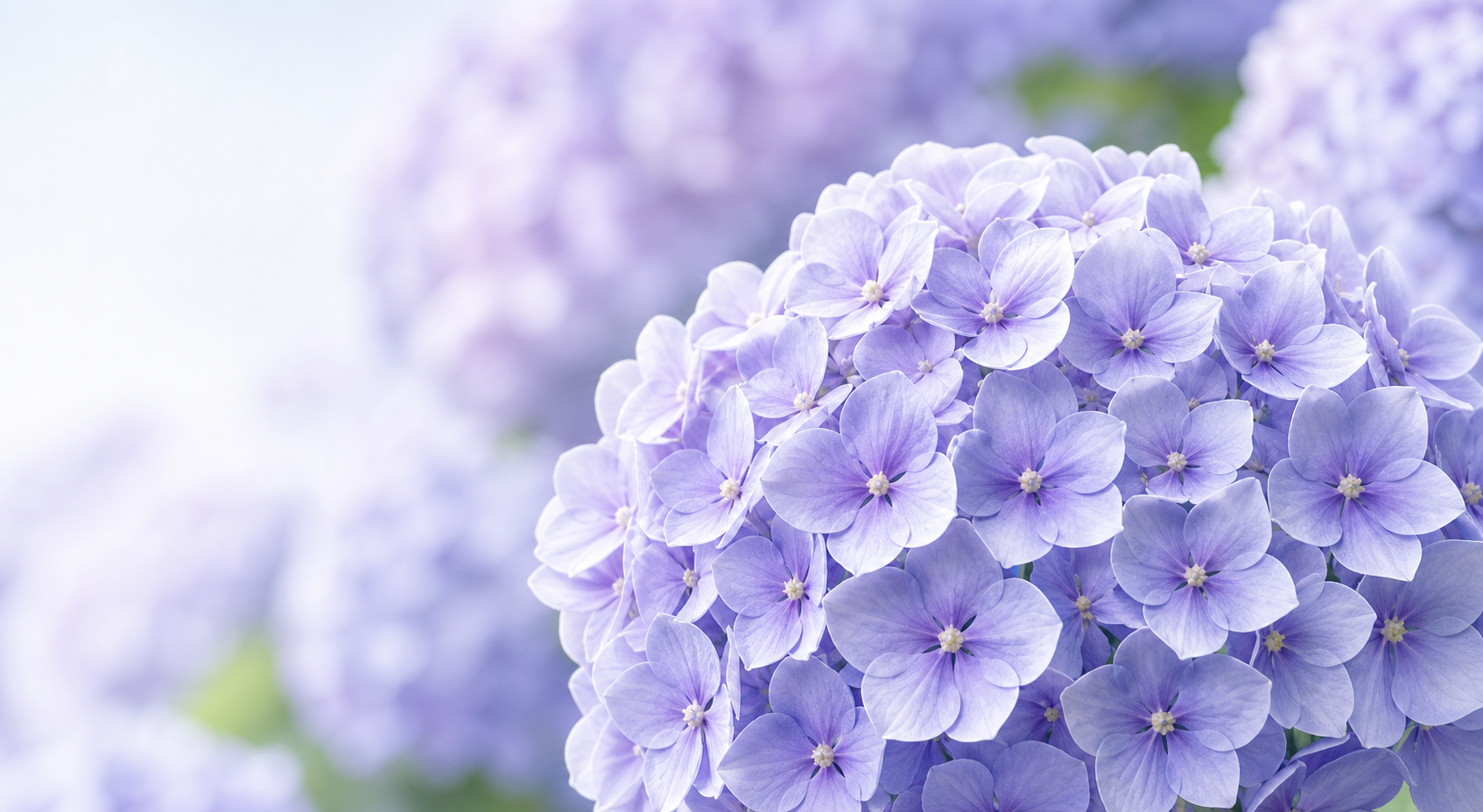 紫陽花