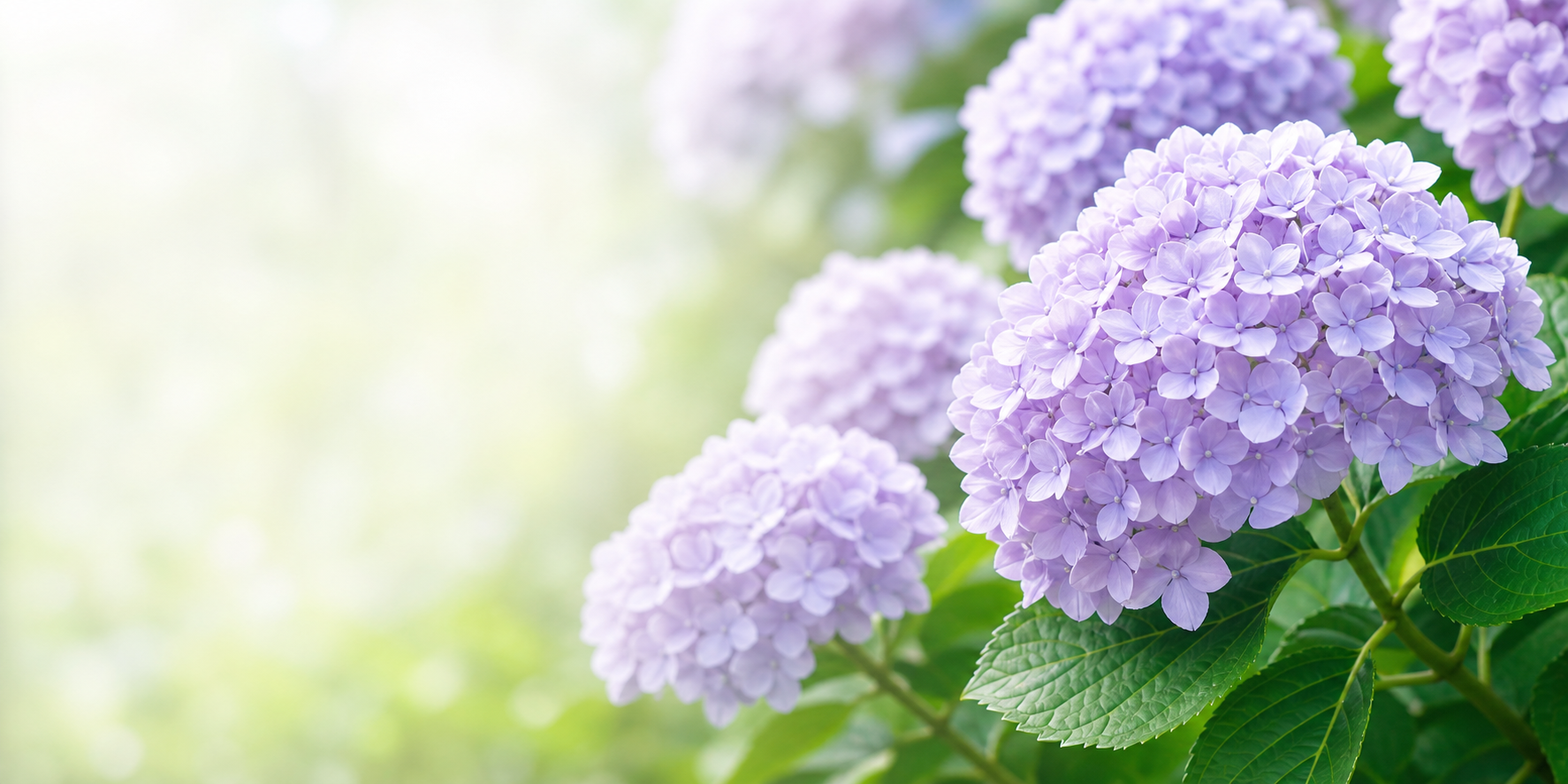 紫陽花