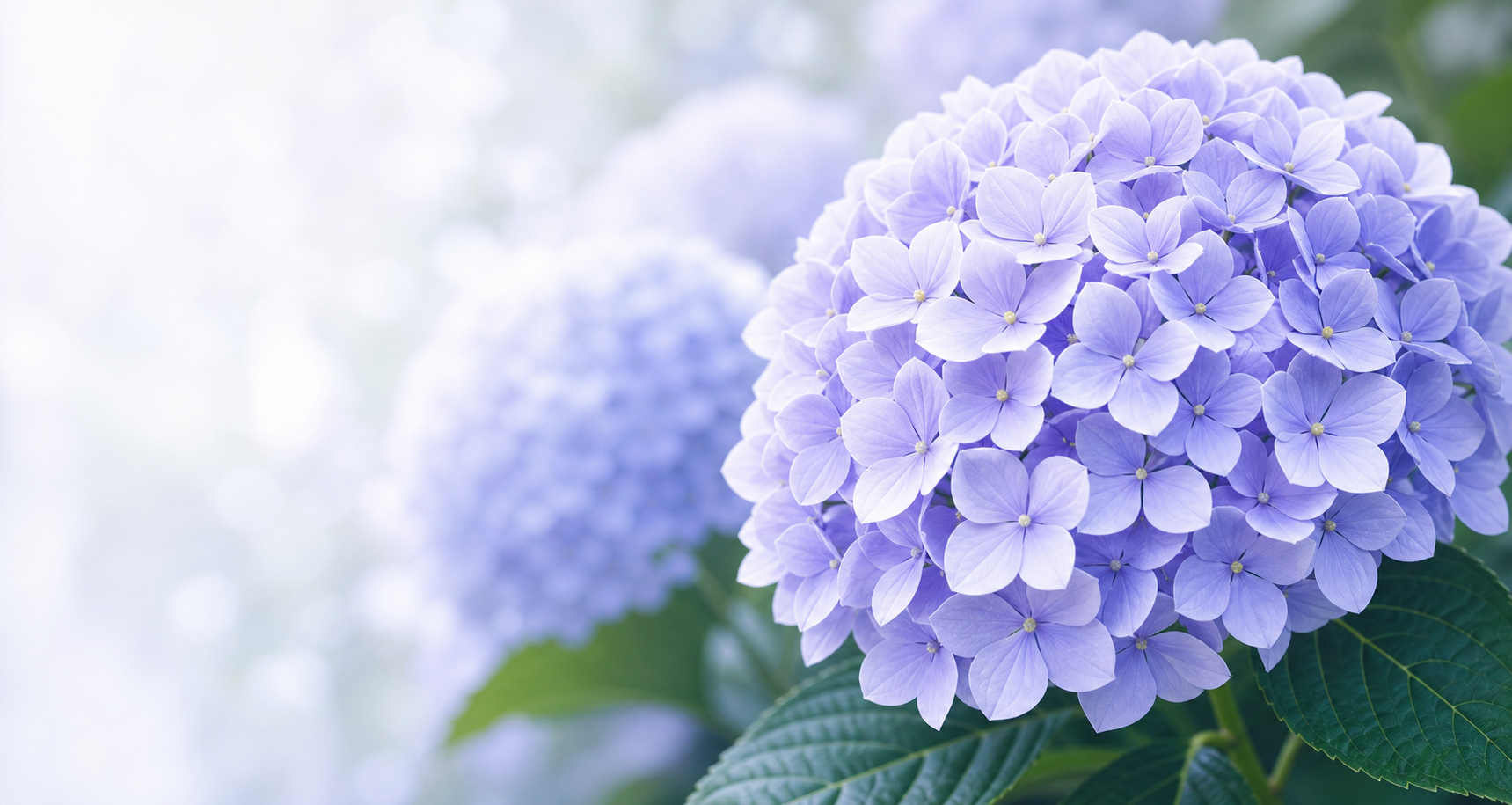紫陽花