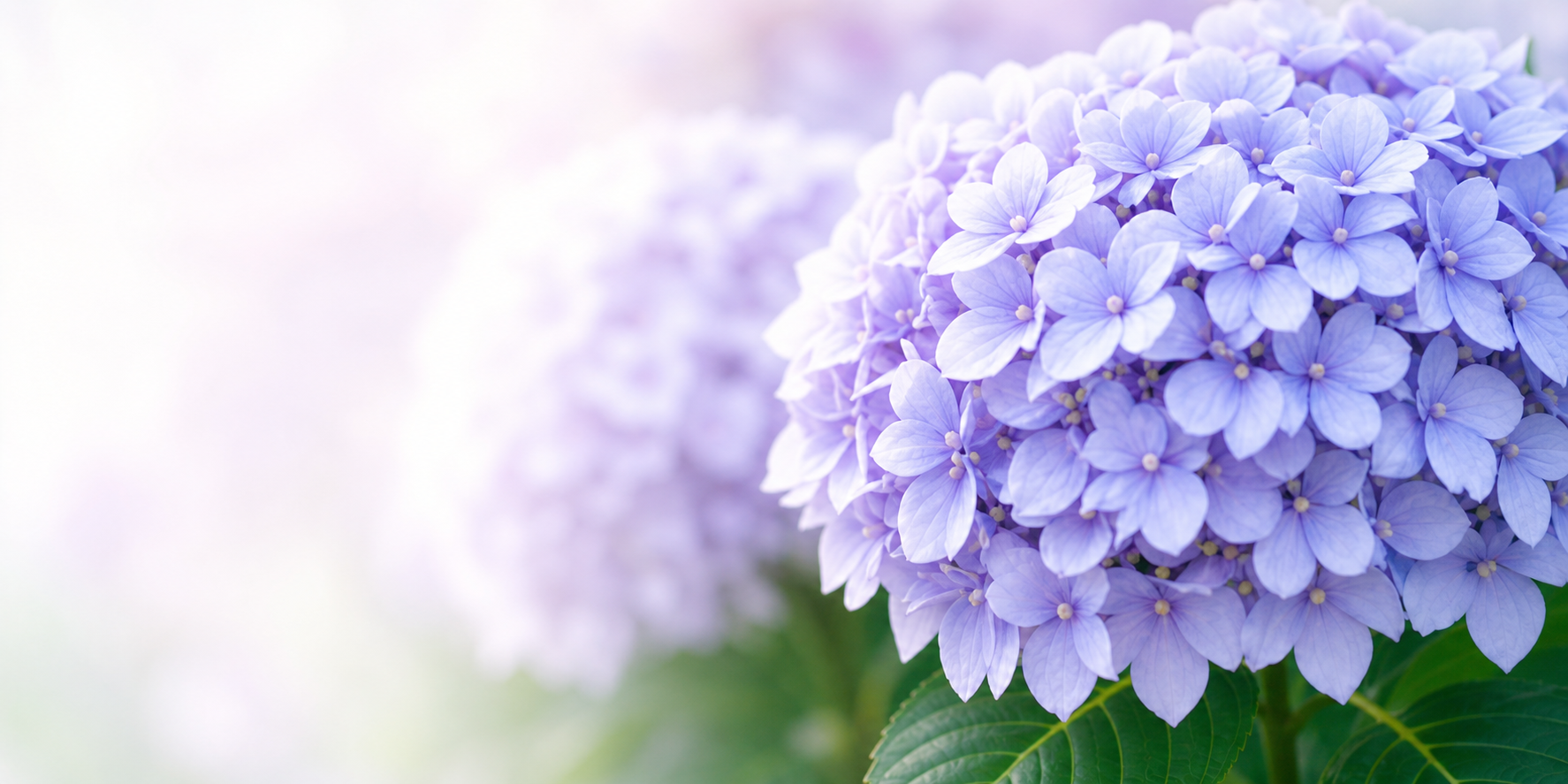 紫陽花